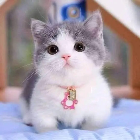 Kucing 1