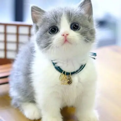 Kucing 2